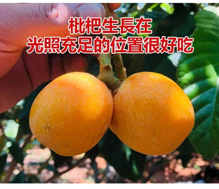 imgi_27_1736863586373416.jpg