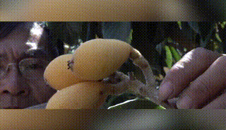 1761115275713412.gif